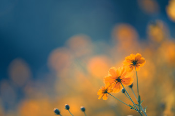 河南教师资格网官网/河南省教师资格网官网报名