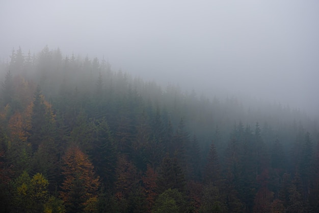 国家医师资格考试官网（国家医师资格考试中心）